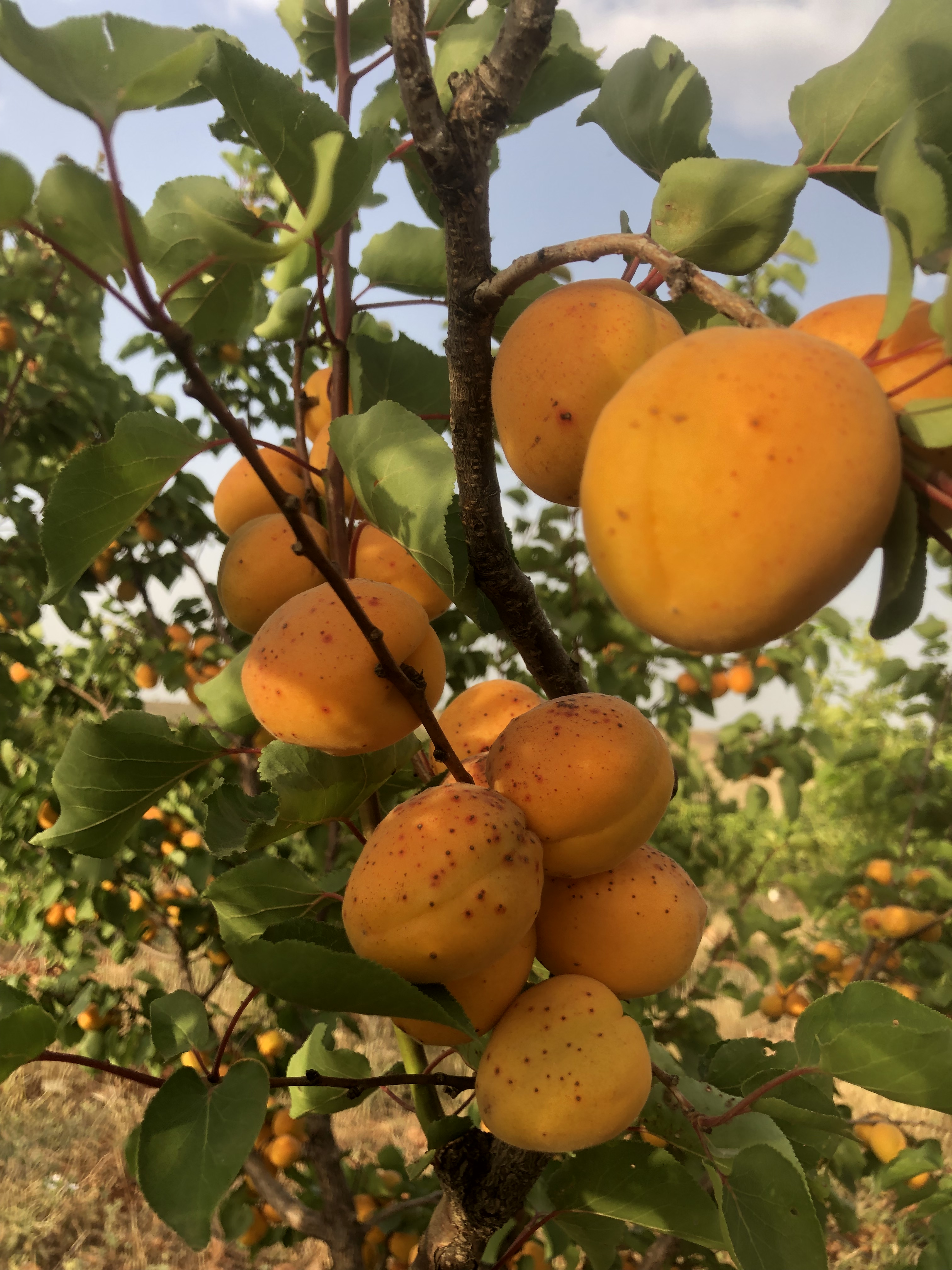 Des abricots mûrs de couleur orange vif avec des taches naturelles, accrochés à des branches entourées de feuilles vertes, au Domaine Berraha.