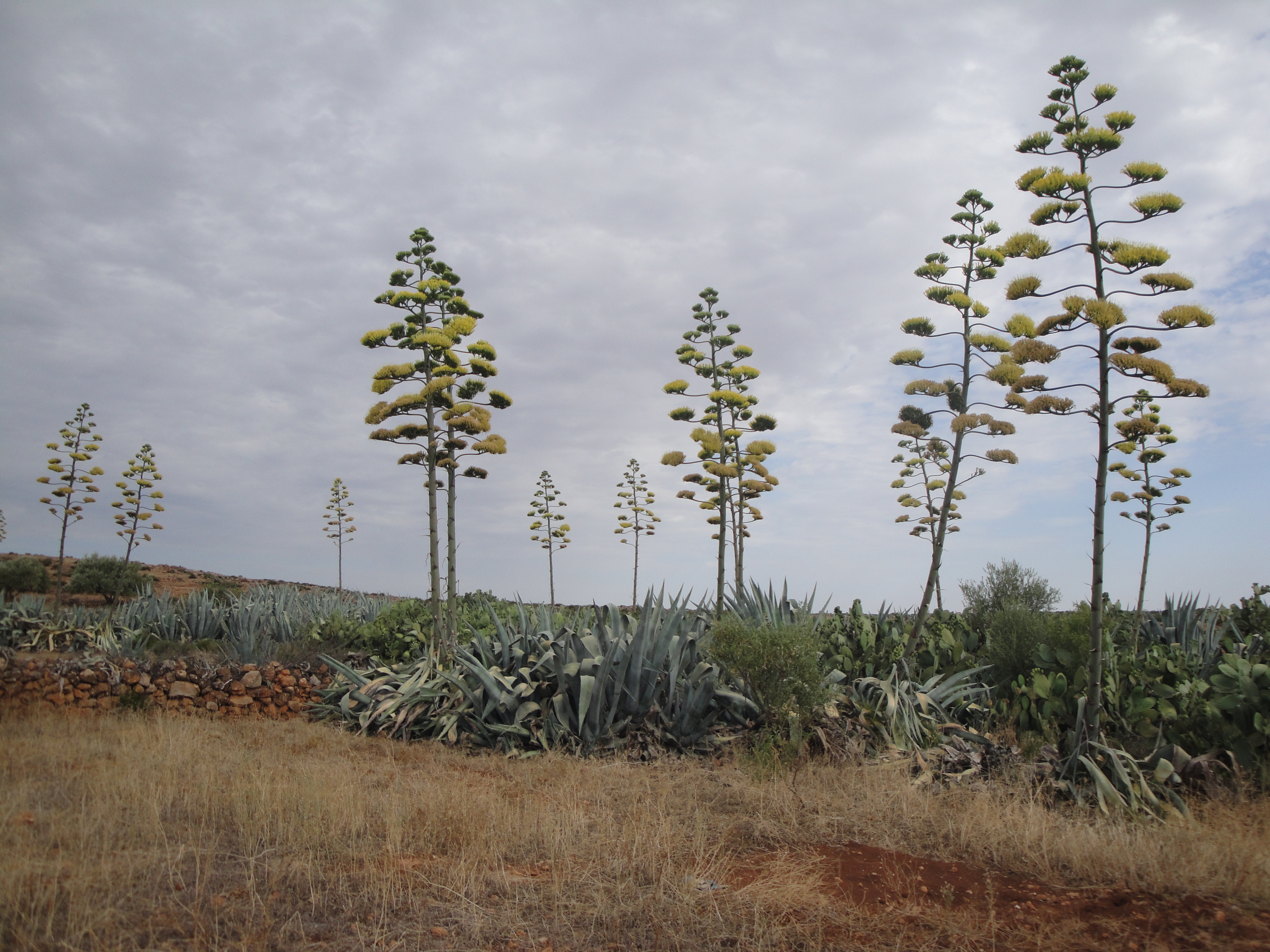 Agaves en fleur dans les terres du Domaine Agricole Berraha, représentant la diversité botanique et la richesse naturelle de la région de Sefrou, Maroc.