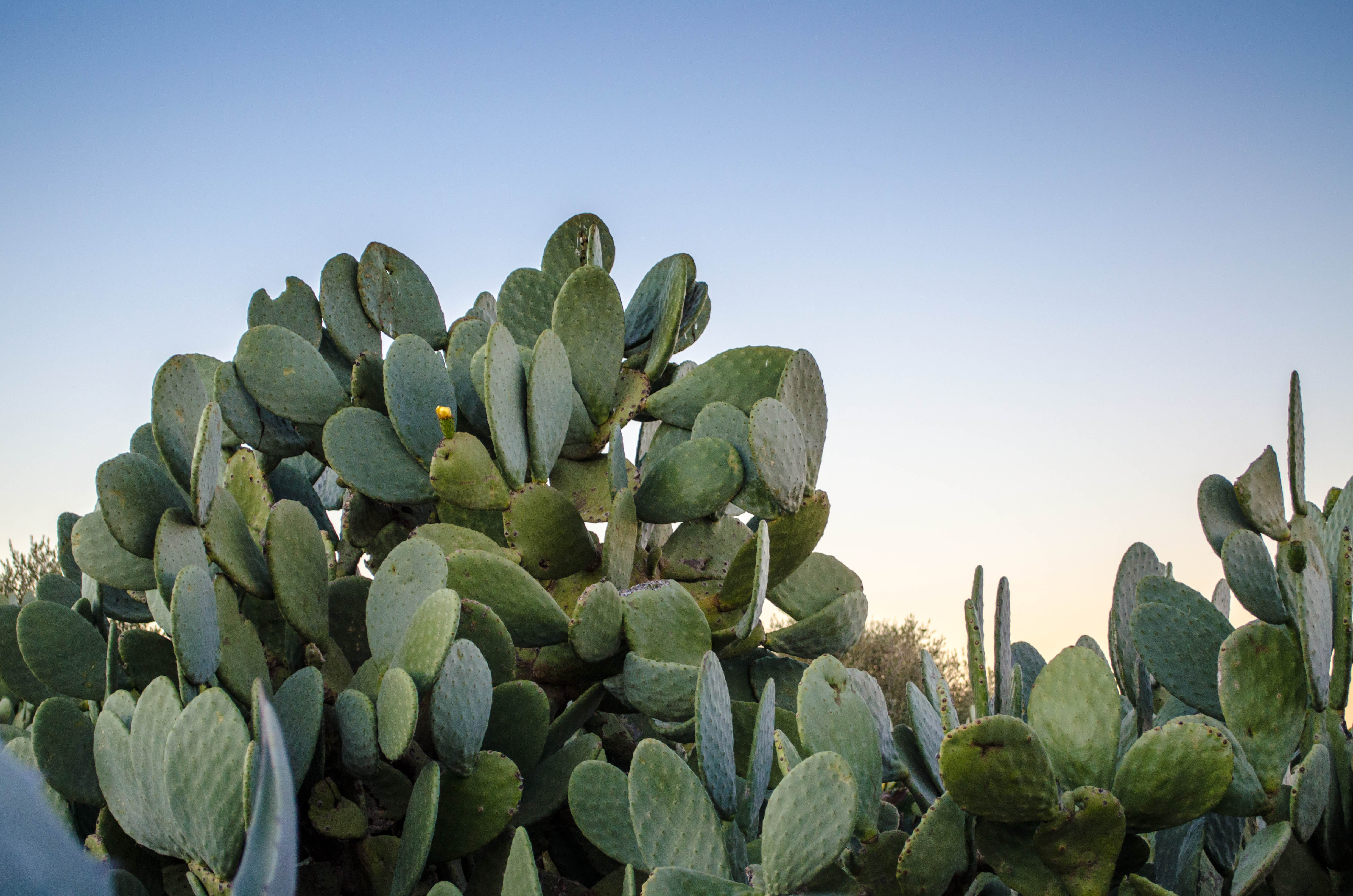 Un cactus opuntia du Domaine Berraha, avec ses larges palettes épineuses et un bourgeon jaune sur le point de fleurir, sous un ciel clair.
