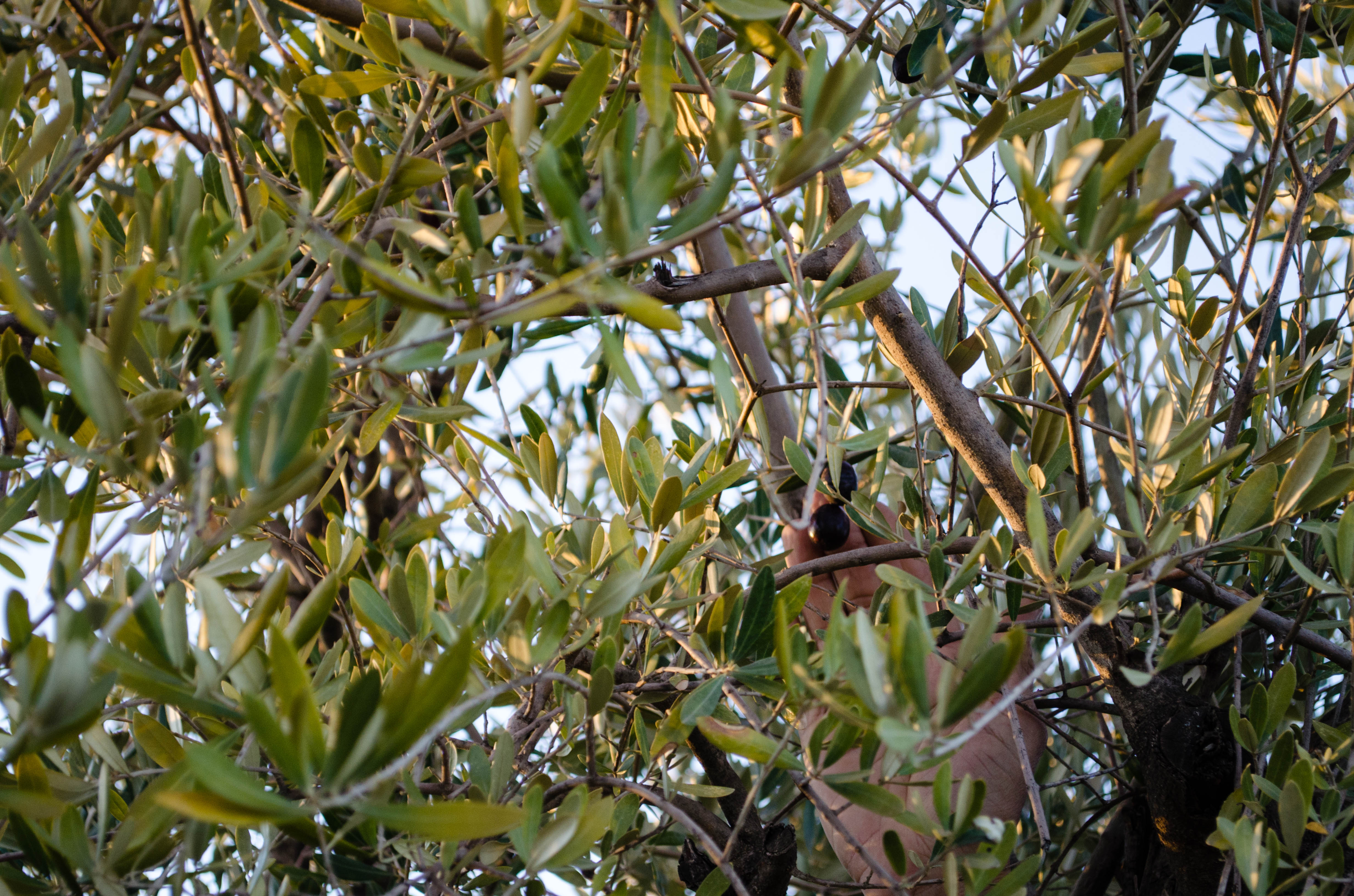 Main cueillant des olives sur un olivier au Domaine Berraha à Sefrou, Maroc, entouré de feuillage verdoyant.