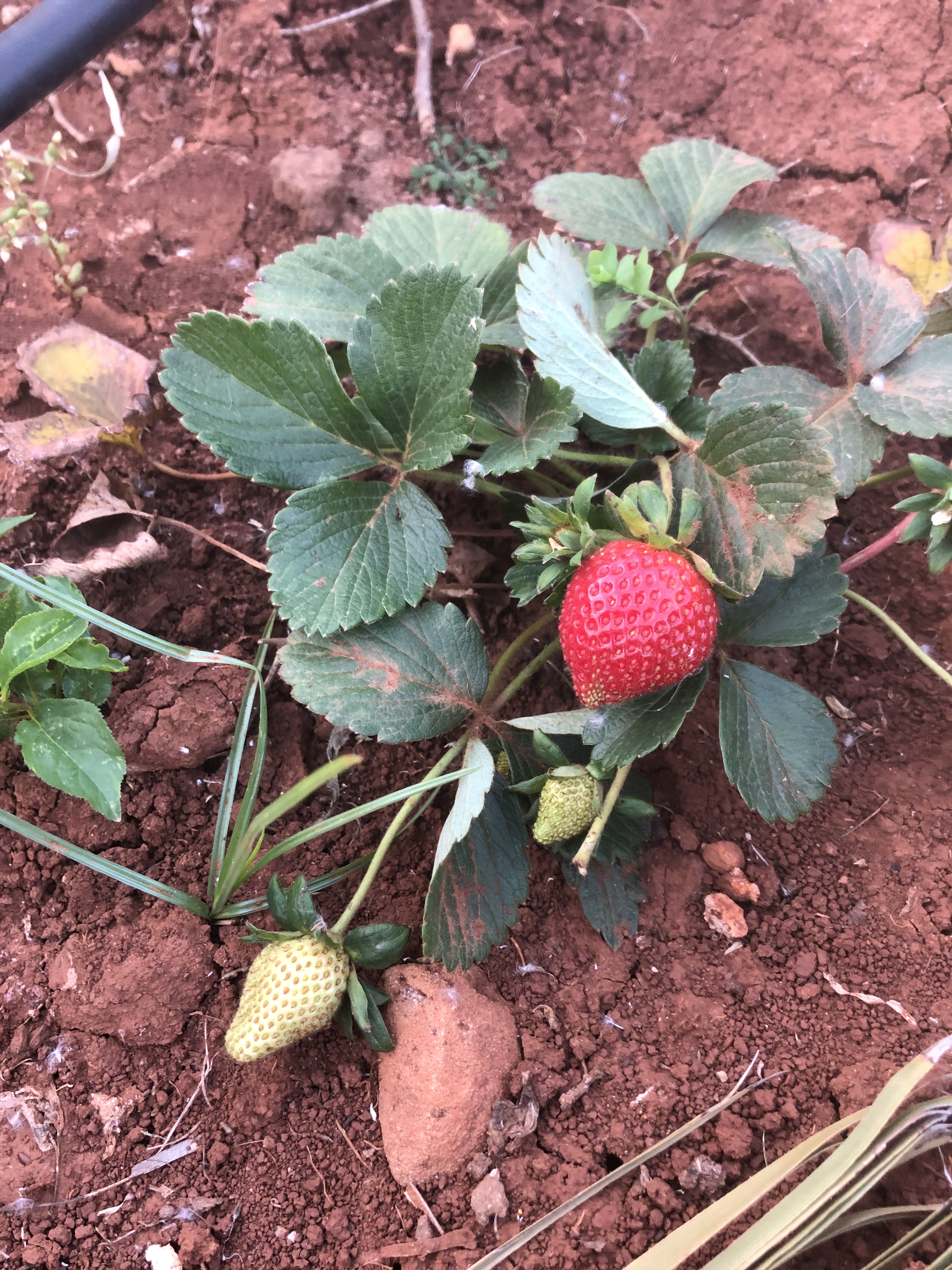 Un plant de fraises avec des feuilles vertes, une fraise rouge mûre et d'autres fraises vertes en cours de maturation, dans une terre rouge au Domaine Berraha.