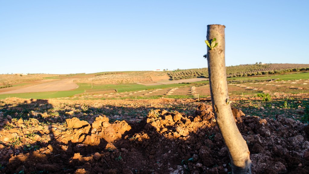 Jeune plant d'olivier avec des pousses vertes, entouré de champs agricoles et d'oliveraies au Domaine Berraha à Sefrou, Maroc.