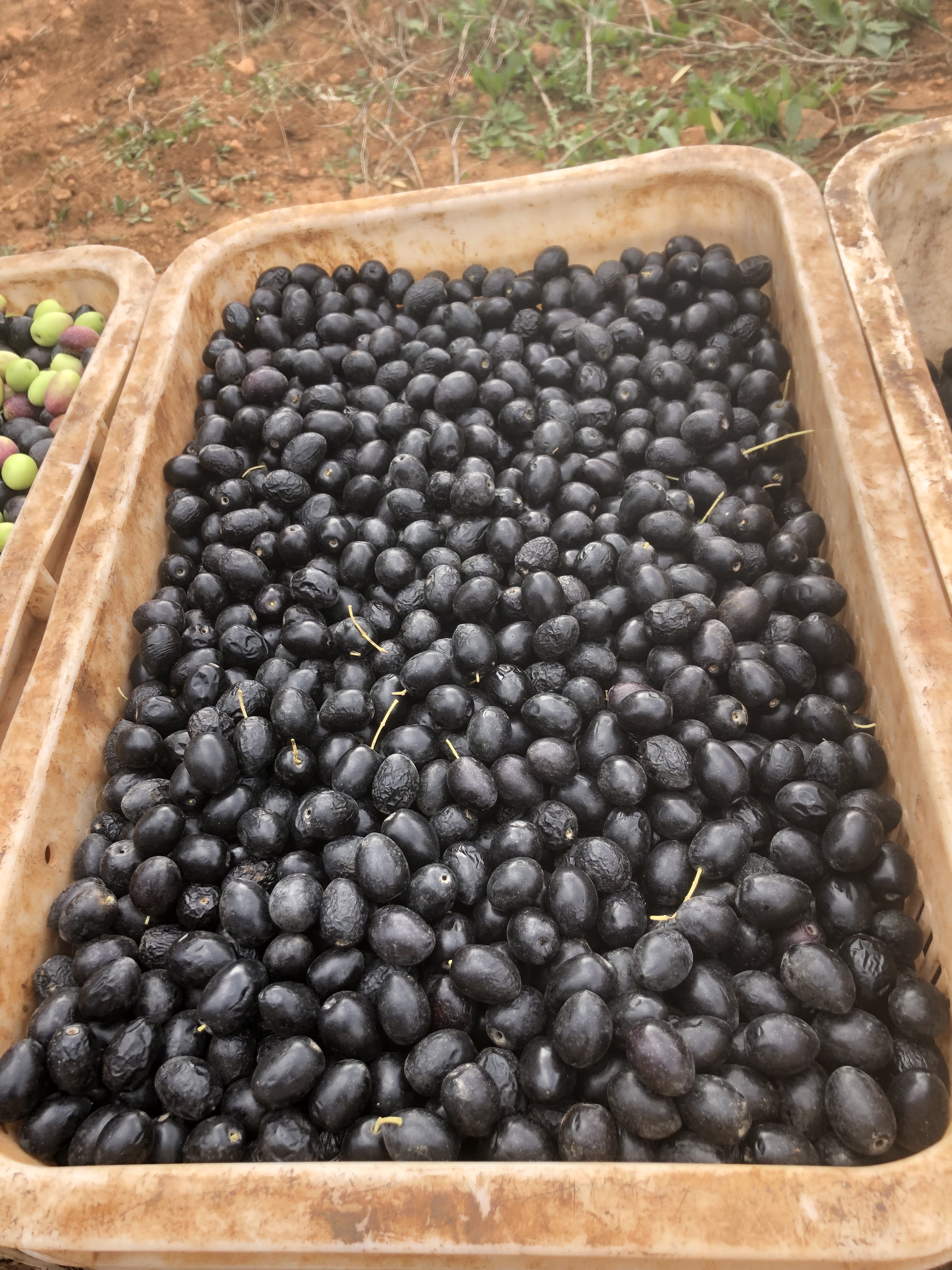 Caisse contenant des olives noires récoltées, soigneusement préparées pour la production au Domaine Berraha.