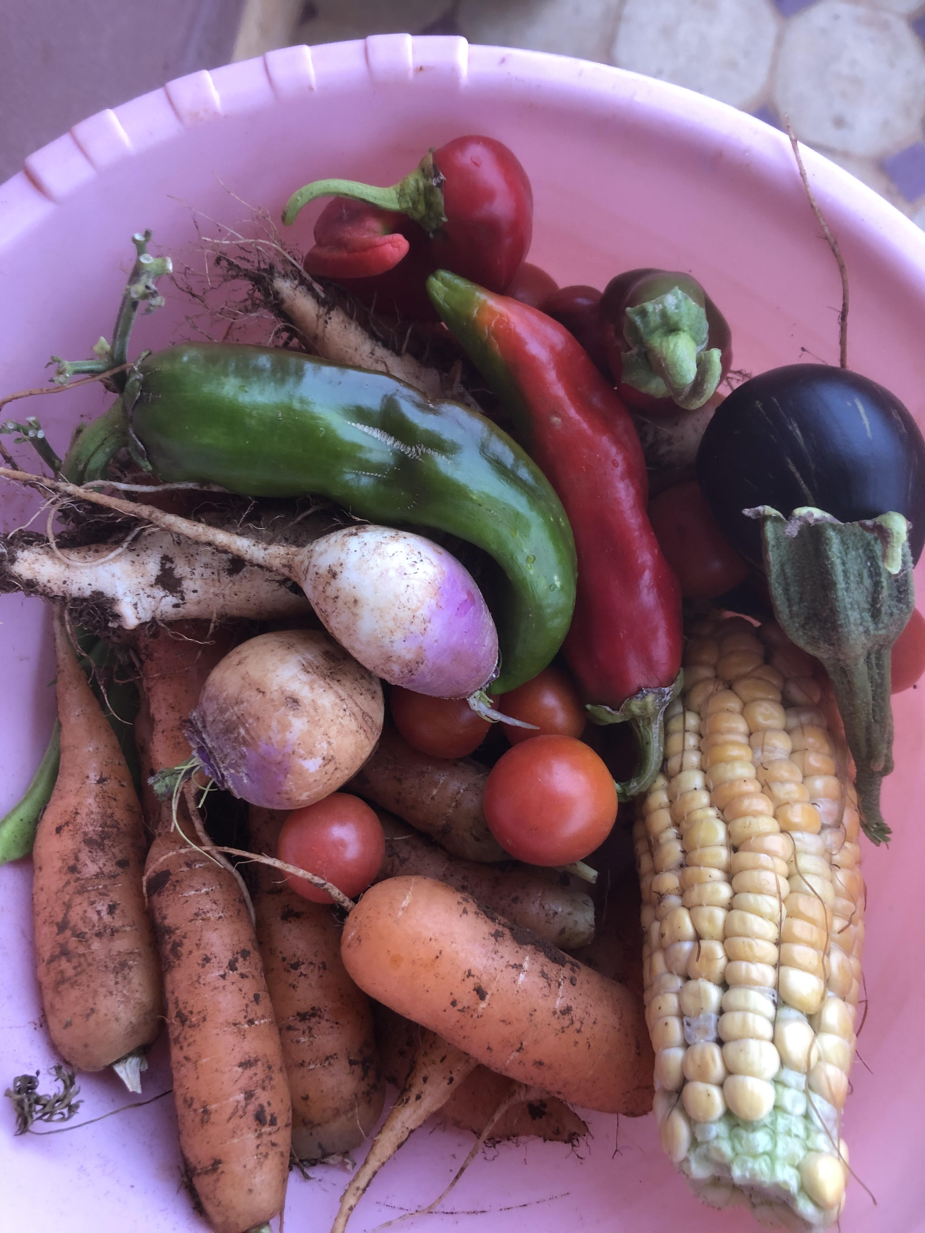 Un mélange coloré de légumes comprenant des carottes, des navets, du maïs, des tomates cerises, des poivrons, une aubergine, et des piments rouges et verts, récoltés au Domaine Berraha.