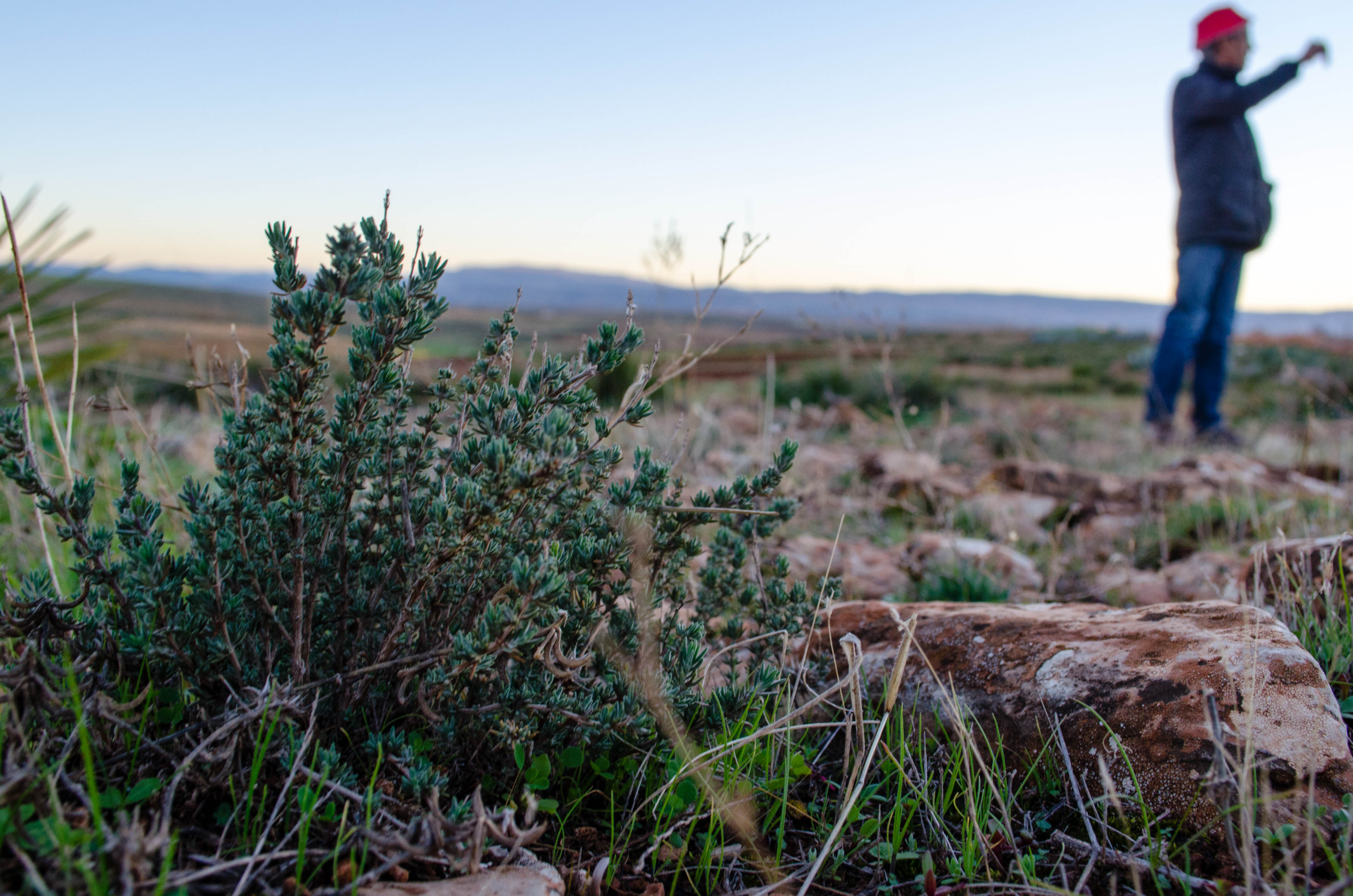 Plant de thym sauvage en gros plan sur les terres du Domaine Berraha, avec un paysage flou.