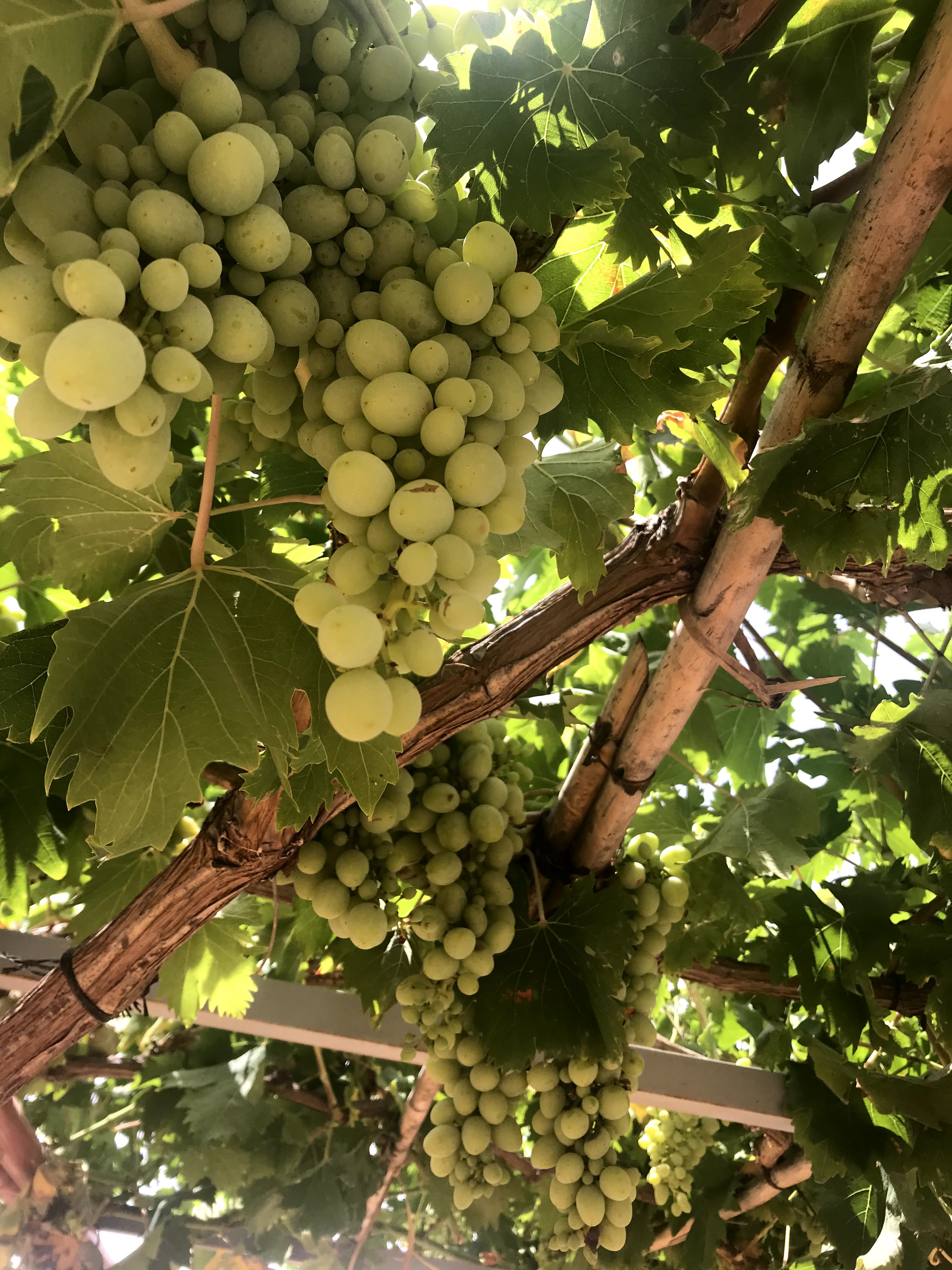 Grappes de raisins verts suspendues dans les vignes du Domaine Agricole Berraha, reflétant la richesse de la production agricole locale dans la région de Sefrou, Maroc.