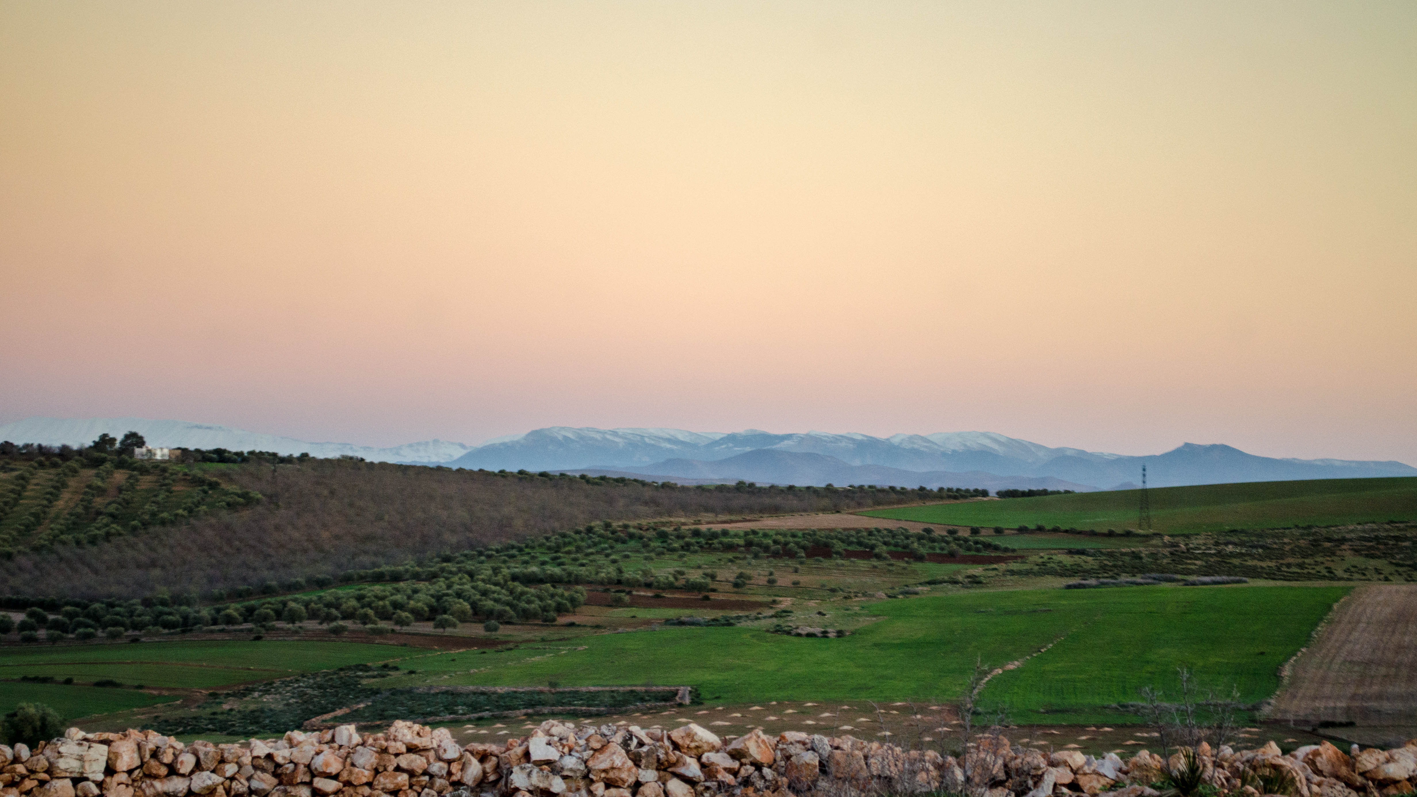 Paysage des terres agricoles du Domaine Berraha avec des trous pour plantations d'oliviers et une vue lointaine sur le Djebel Bouiblane enneigé sous un ciel pastel.