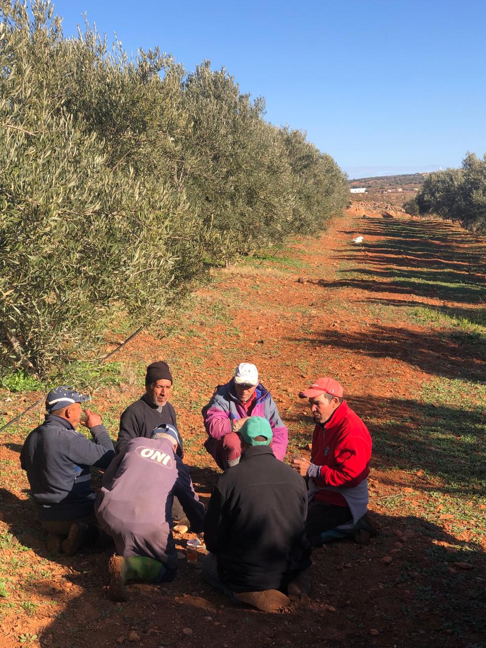 Un groupe de travailleurs assis en cercle dans une oliveraie, partageant un petit-déjeuner sous un ciel dégagé.